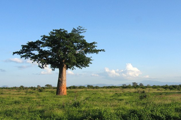 Baobab