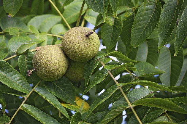 Black Walnut Fruit