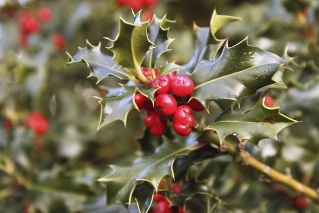 European Holly
