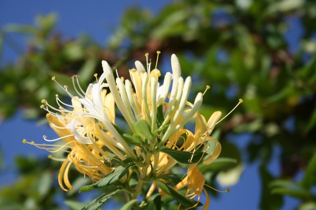 Lonicera caprifolium
