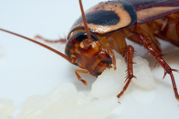 cockroach ugly