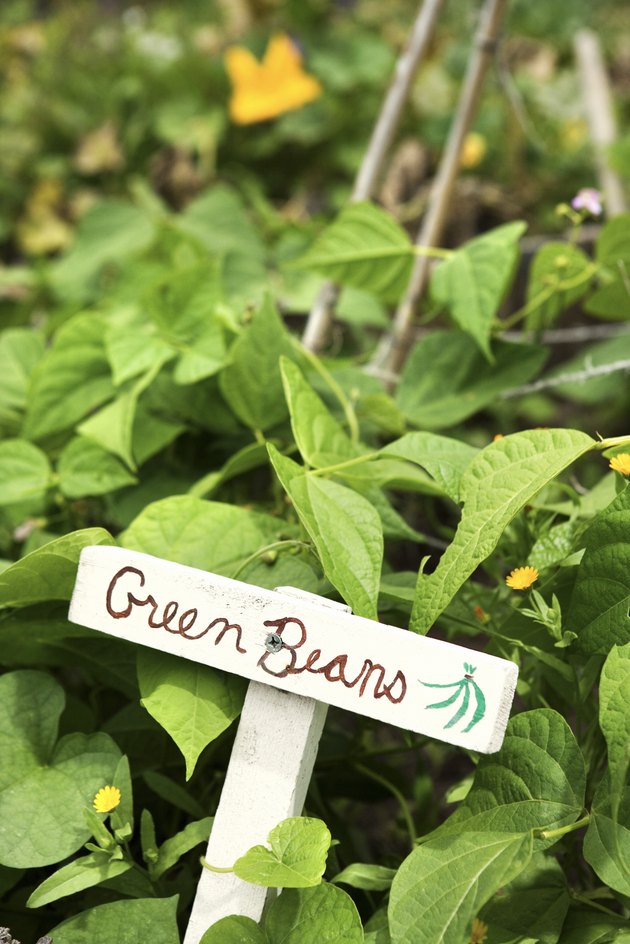 Green beans sign in garden