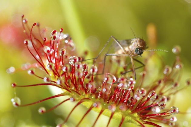 facts-about-the-sundew-plant-hunker