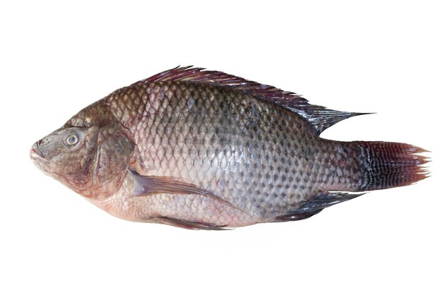 Tilapia fish isolated