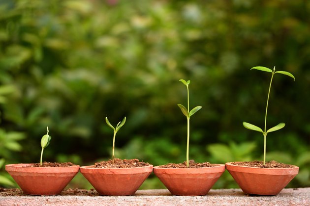 New life-Stages of plant evaluation