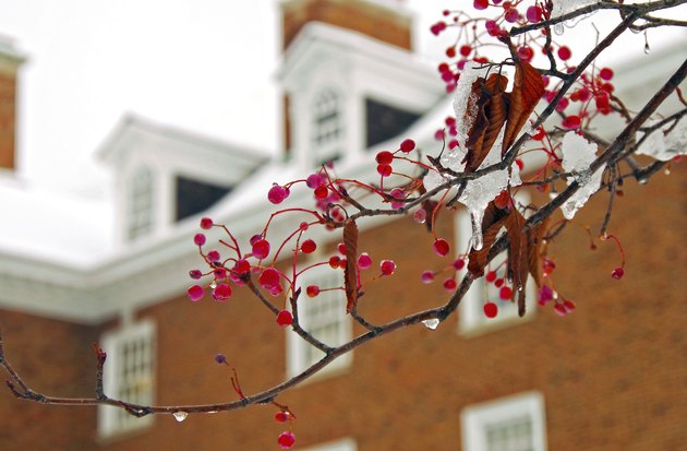 Winterberry in snow
