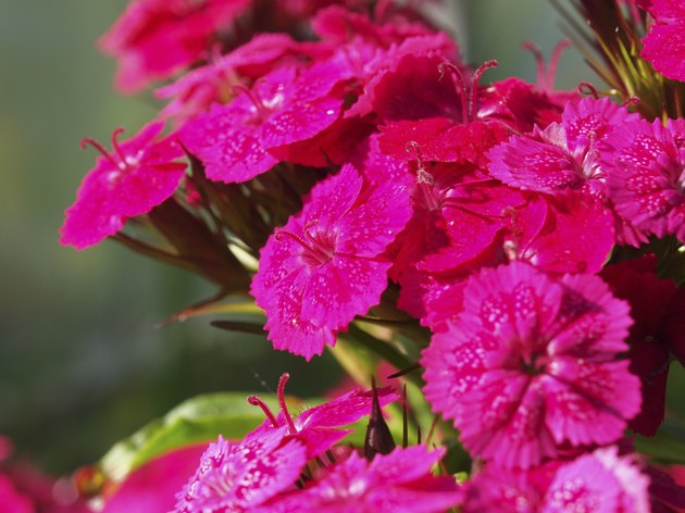 Carnation flowers on a background of green leaves