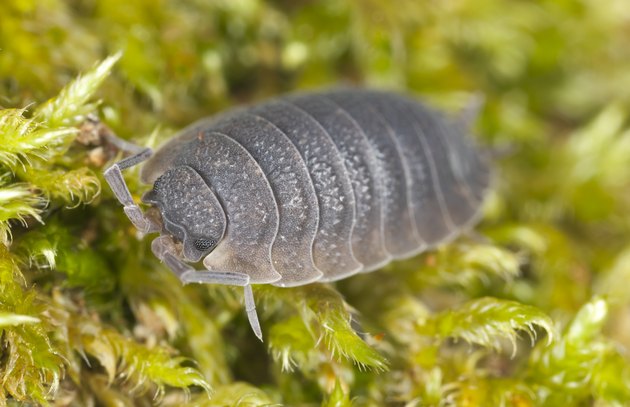 "Woodlouse sitting on moss, extreme close-up"