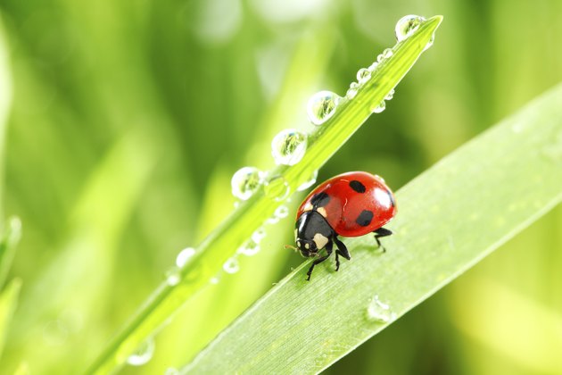 How to Make a Black Light Ladybug Trap | Hunker