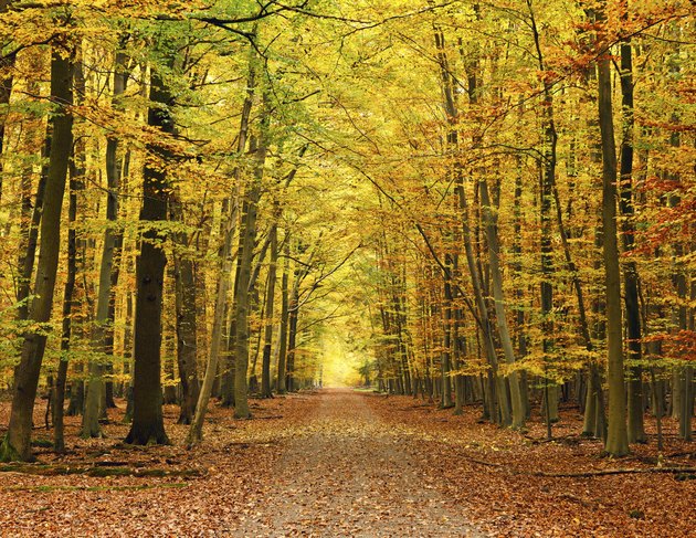 Autumnal forest