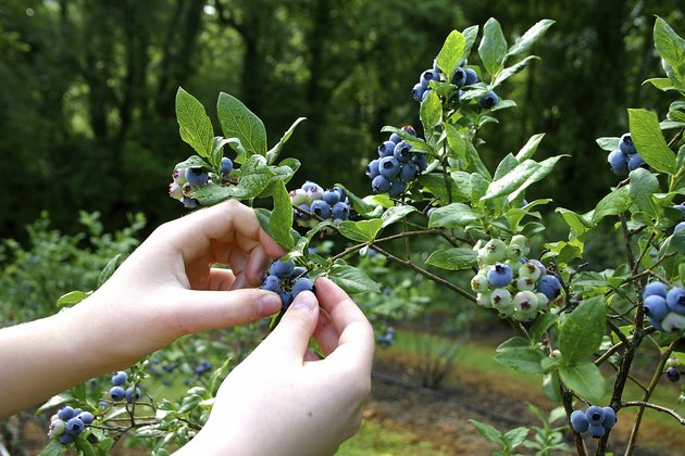 Mountain Blueberries