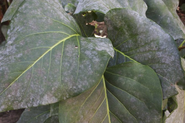 Lilac leaves with powdery mildew
