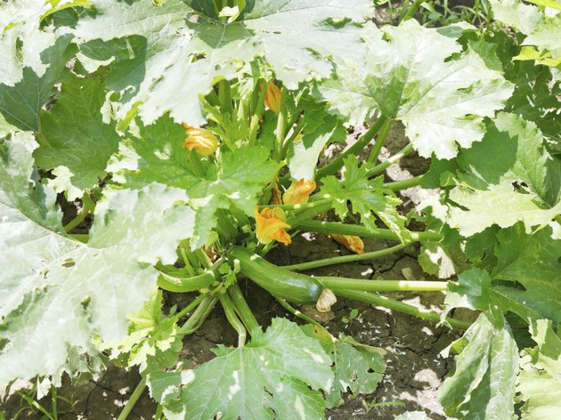 regular zucchini under leaves in garden