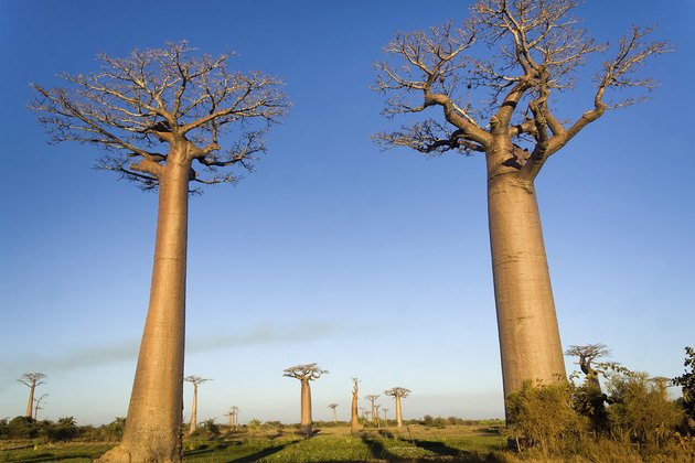 Baobab Tree Facts | Hunker