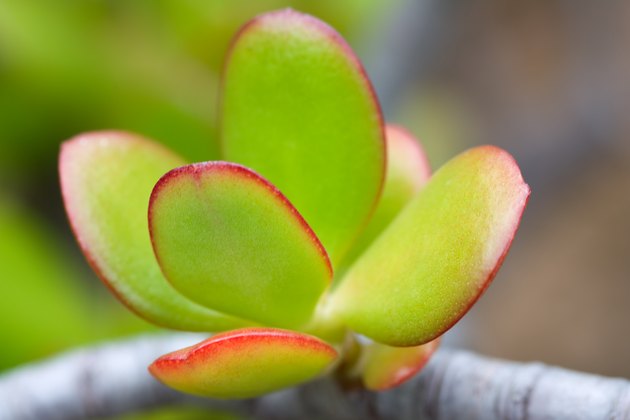 Are Jade Plants Poisonous to Dogs? Hunker