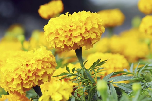 Marigold