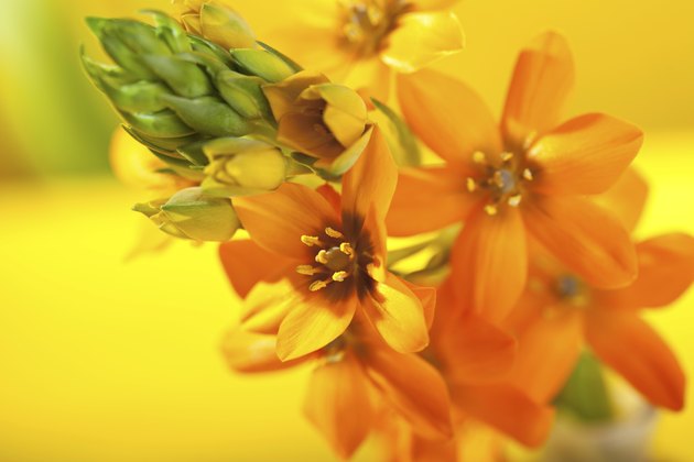 Orange Flowers
