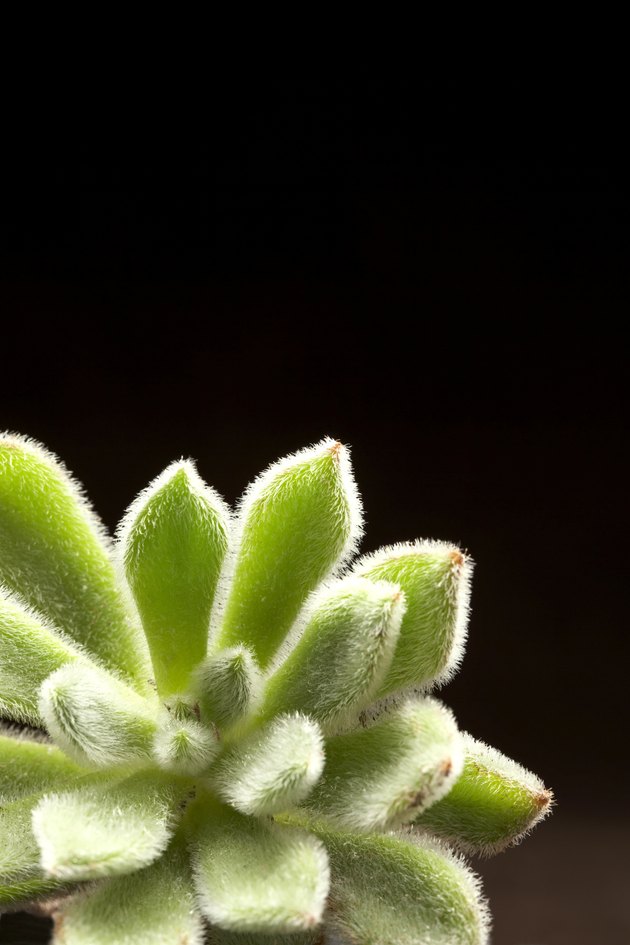 Succulent, close-up