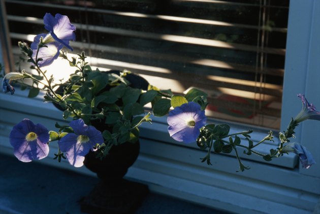 Morning glories in pot plant by window