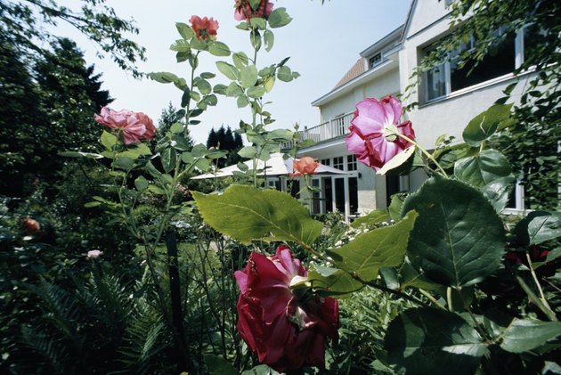 Rose plant outside cottage, close-up