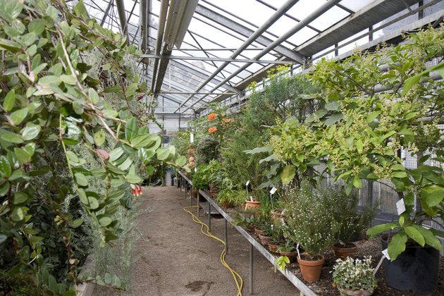 Greenhouse