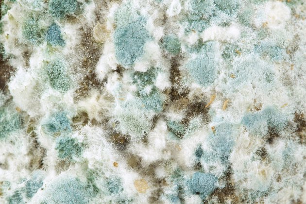 macro of mold
