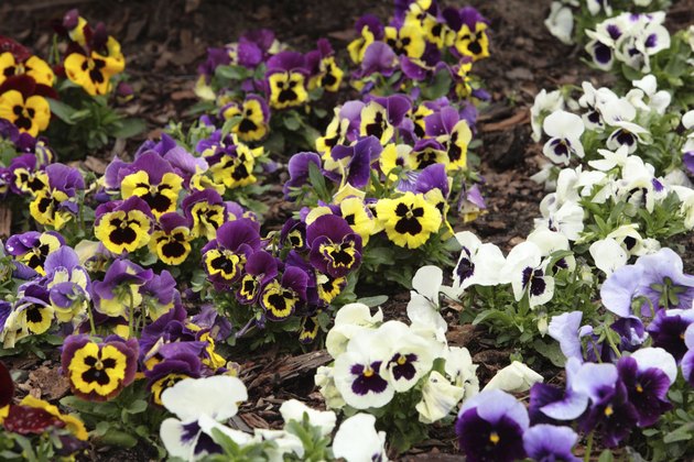 Assortment of pansies. Flowers background pansy.