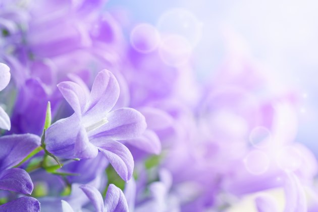 Campanula background
