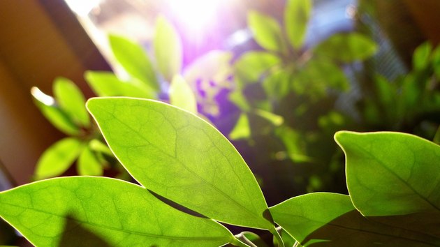 Green leafy indoor plant.