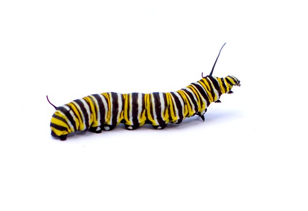 Caterpillar