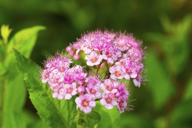Spiraea japonic, Meadowsweet, Rosaceae, Japan
