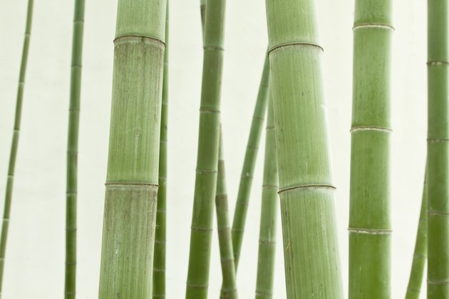 Bamboo Grove