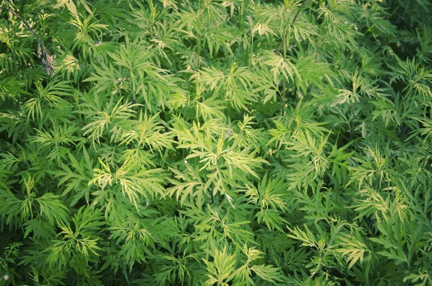 Marijuana Cannabis plant bush