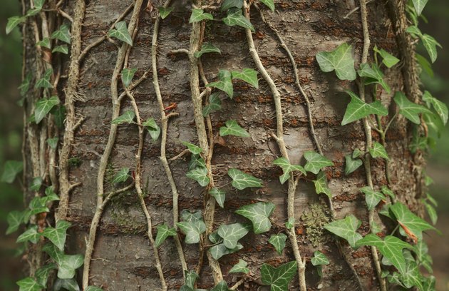 Ivy plant