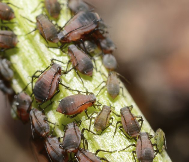 Aphids