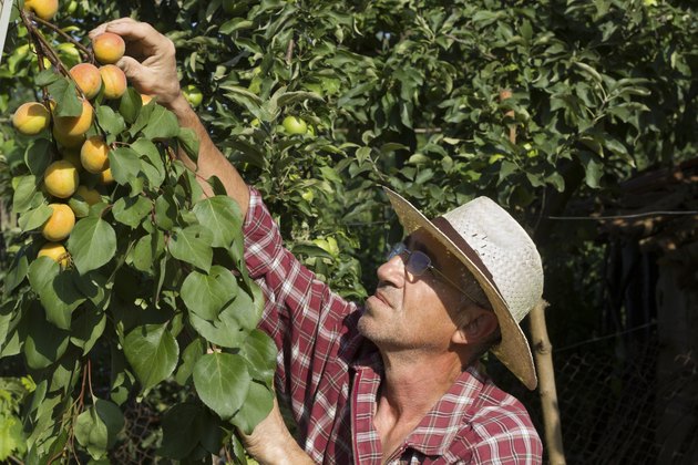 senior farmer checking the apricot in his orchard