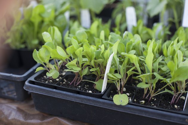 Arugula sprouting in plastic pots
