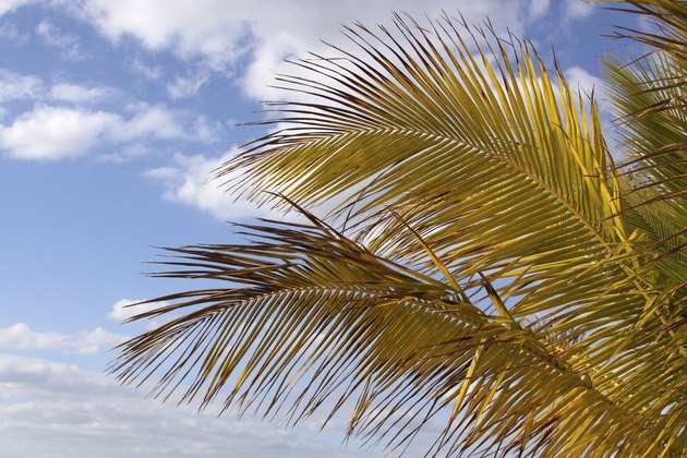 Yellow Royal Palm Leafs