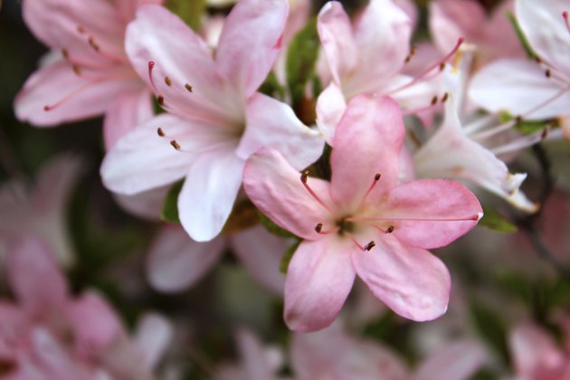 Image of pink flowers on azalea bonsai, satsuki azalea 'Nikko'