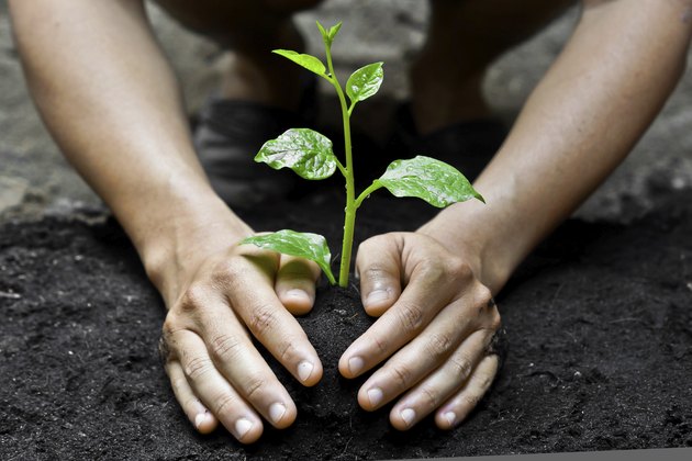 hands growing tree