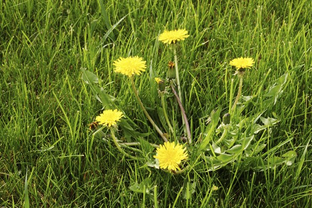 Dandelions