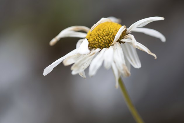 Withered Daisy