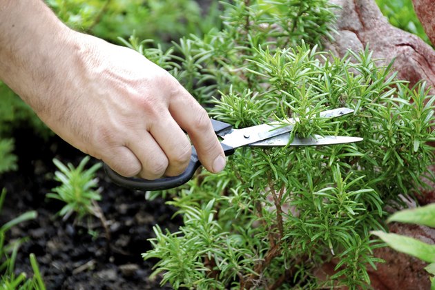 Rosemary seasoning garden