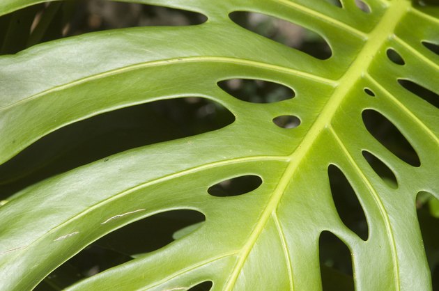 Close-up of a philodendron or monstera leaf.