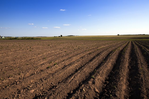 agricultural field