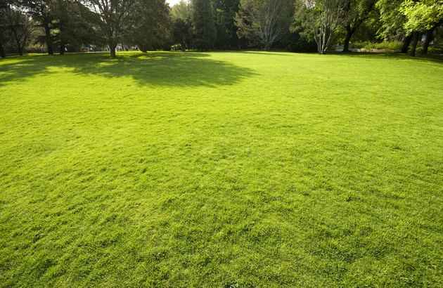 meadow