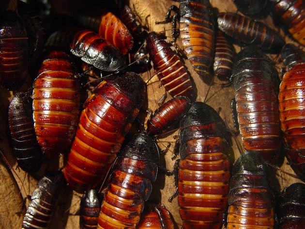 Lots of Cockroaches