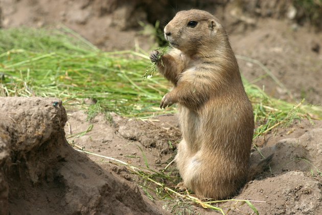 Prairie dog