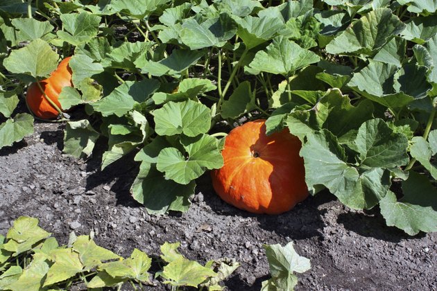 The Best Fertilizer for Growing Giant Pumpkins | Hunker