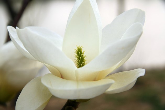 magnolia blossom